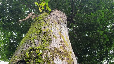 wide reveling shot of the trunk of a tropical tree covered with moss on koh chang island, thailand, asia