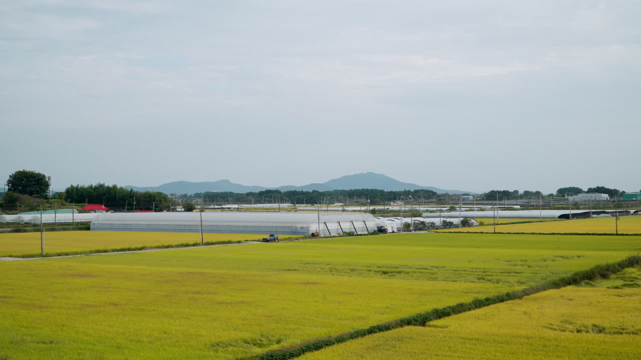 Landelijke Rijstvelden met Kas in de Verte in Gunsan, Noord-Jeolla Provincie, Zuid-Korea