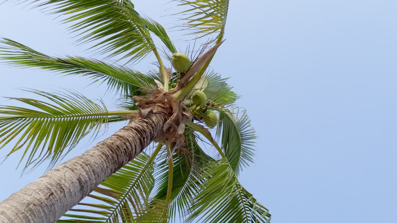 Coconut palm tree growing tall tropical beach nature daytime upward view serenity