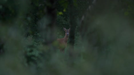 Rehe-Durch-Büsche-Gesehen,-Augenkontakt