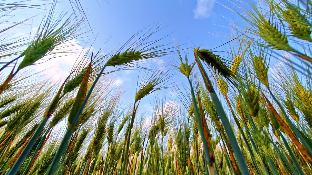 Low angle view of green wheat spikes in summer field against bright blue sky