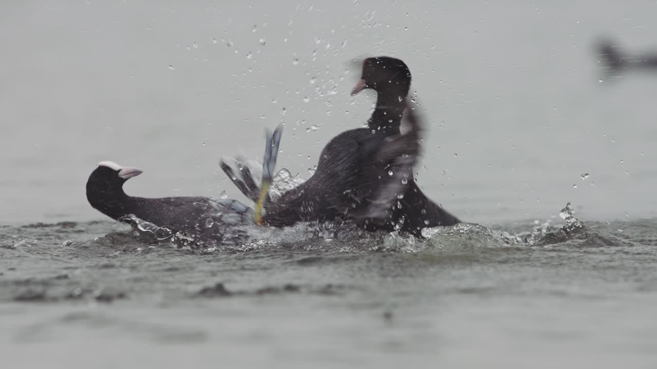 Coots aggressively fighting in water by kicking each other, telephoto slomo