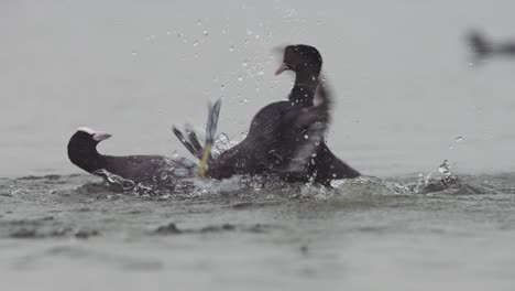 Coots-aggressively-fighting-in-water-by-kicking-each-other,-telephoto-slomo