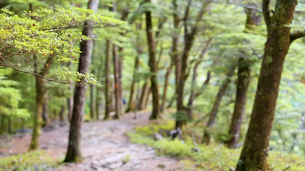 A serene forest path in Queenstown, New Zealand, with lush green trees and soft natural lighting