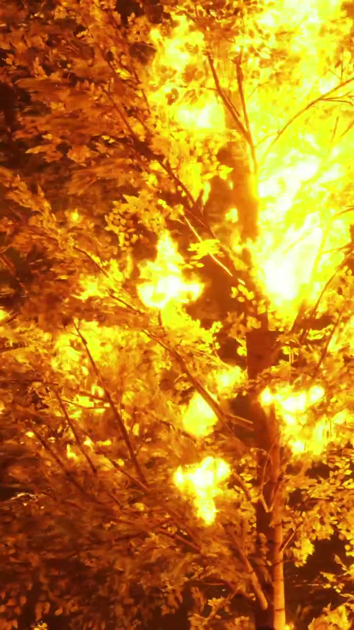 Oheň pohlcuje strom v lesní oblasti v noci s jasnými plameny.
