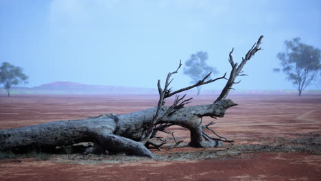 dead tree in a desolate desert landscape