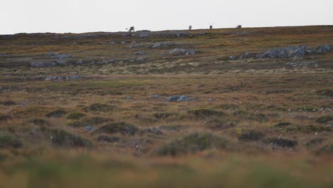 a herd of wild reindeer roams grazing trough the norwegian tundra