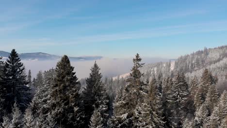 Aerial-forward-flight-through-tree-tops-in-snowy-winter-landscape