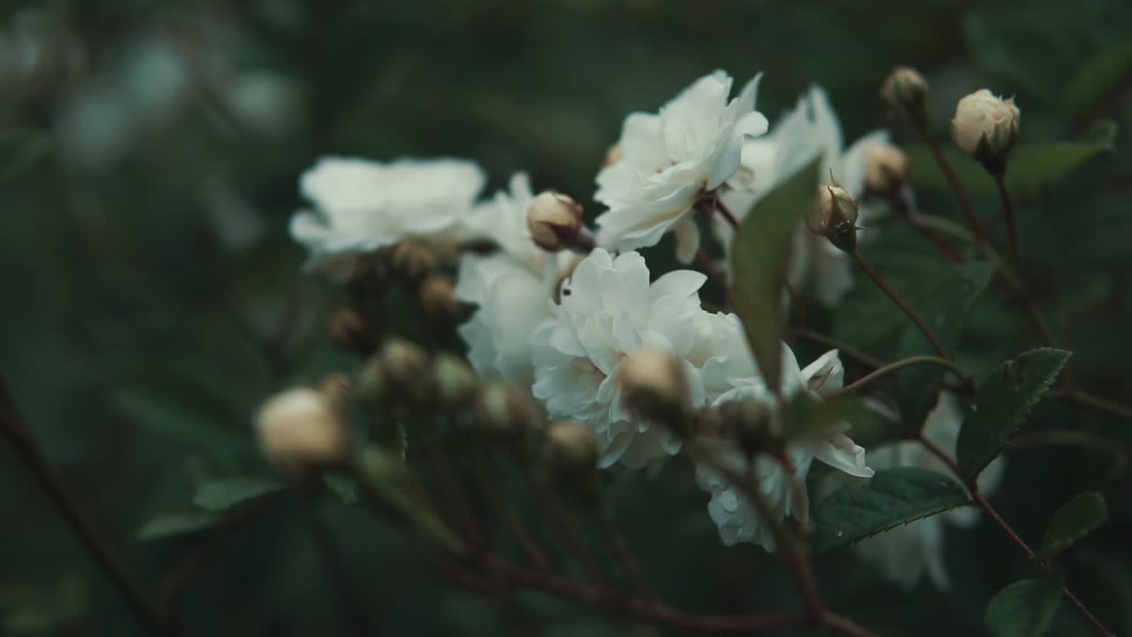 정원에서 흰 장미