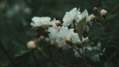 rosas blancas en un jardín