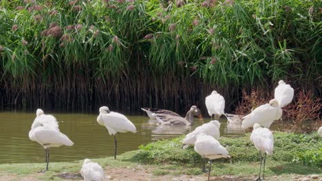 a group of spoonbills sitting on the edge of a saltwater marsh surrounded by geese