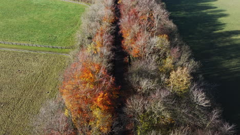 Drohnenansicht-Der-Waldstraße-Auf-Dem-Land