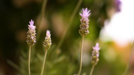 lavender flowers moved by the wind
