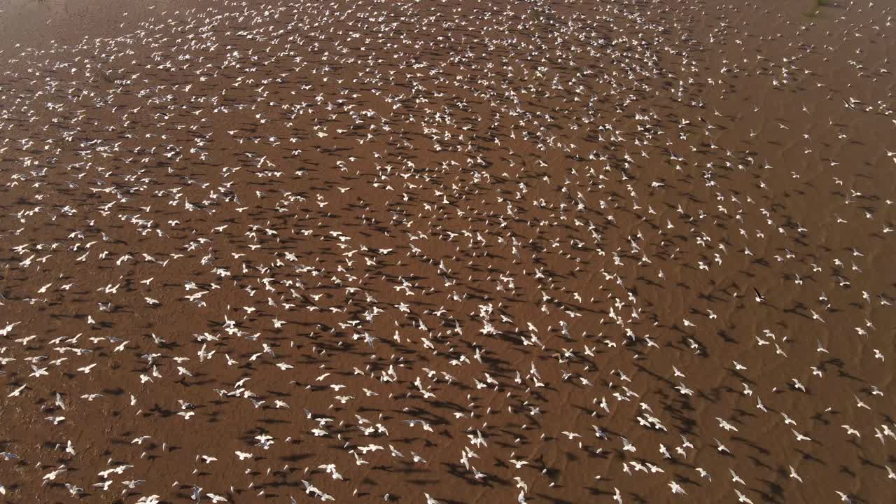 Drifting away Great Egret massive flock at amazon river basin aerial