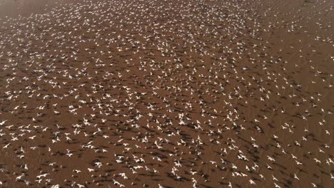 drifting away great egret massive flock at amazon river basin aerial