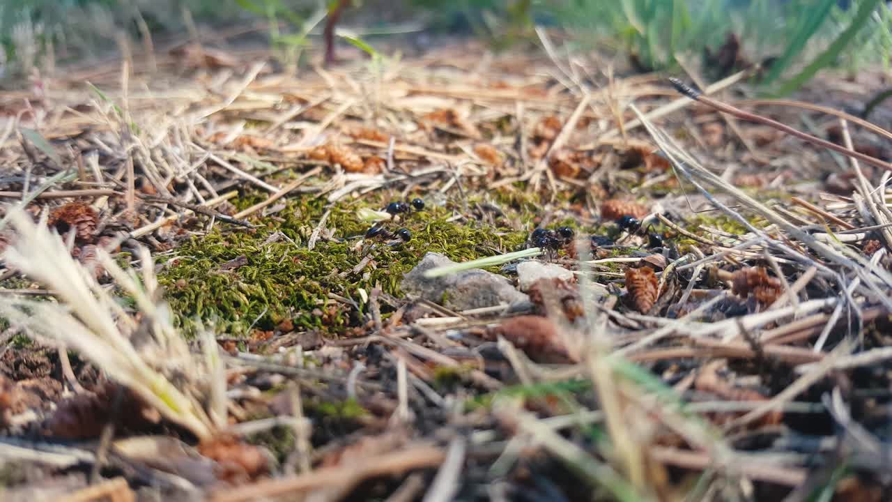ants carrying twigs, straws and grass on a path leading over a mossy ground