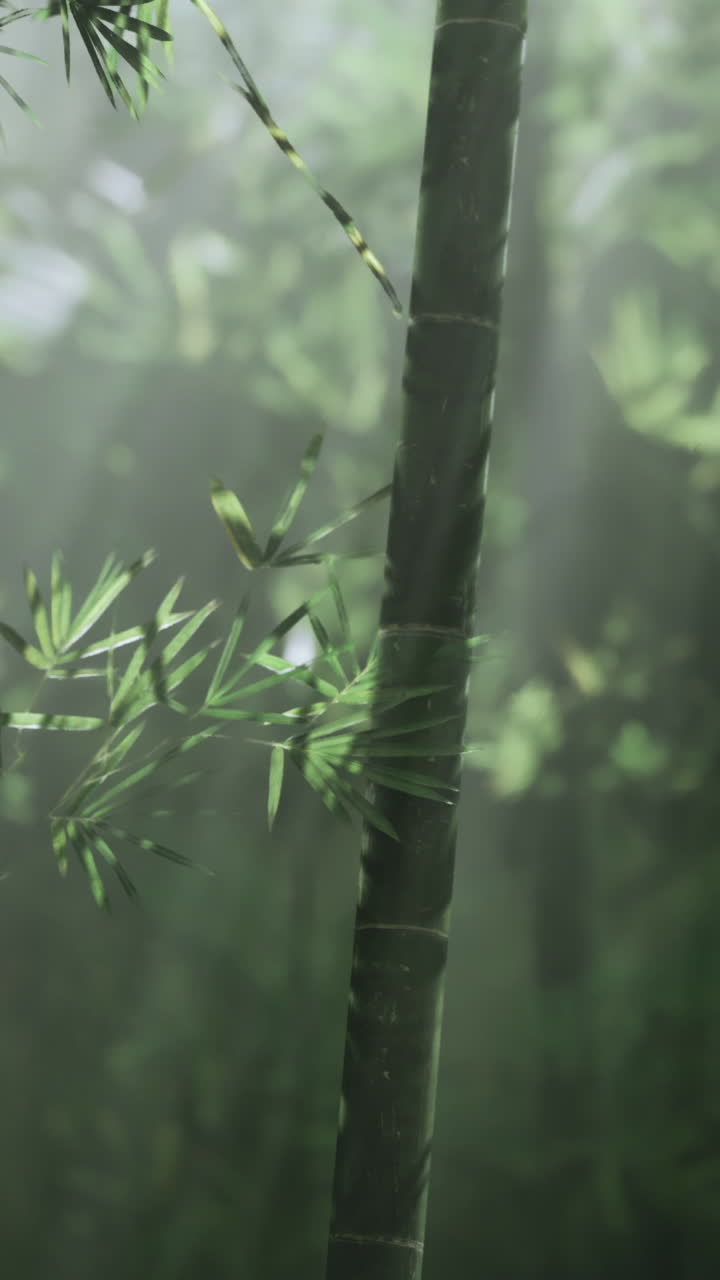 La luce filtra attraverso una serena foresta di bambù che circonda gli alti fusti verdi.