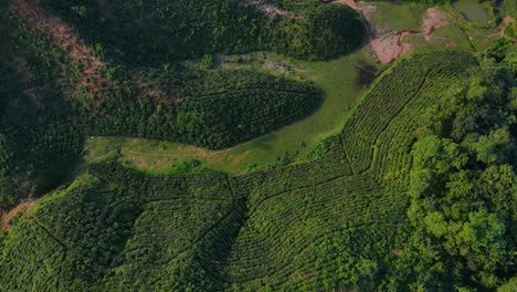 Vista-Aérea-Hacia-Adelante-De-La-Plantación-De-Té-Creando-Un-Magnífico-Panorama