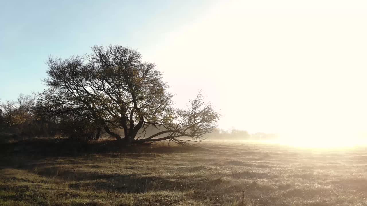 Scatto concettuale controluce mentre si vola sopra un grande albero in un campo.