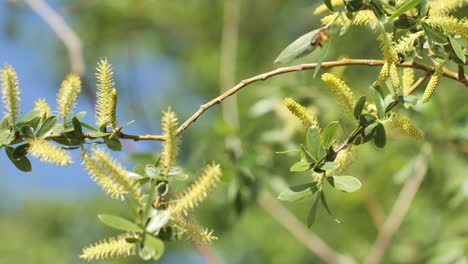 bee flying flower to flower on a tree sunny spring day france