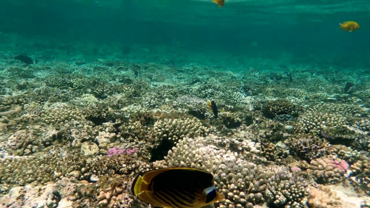 coloridos arrecifes de coral tropicales