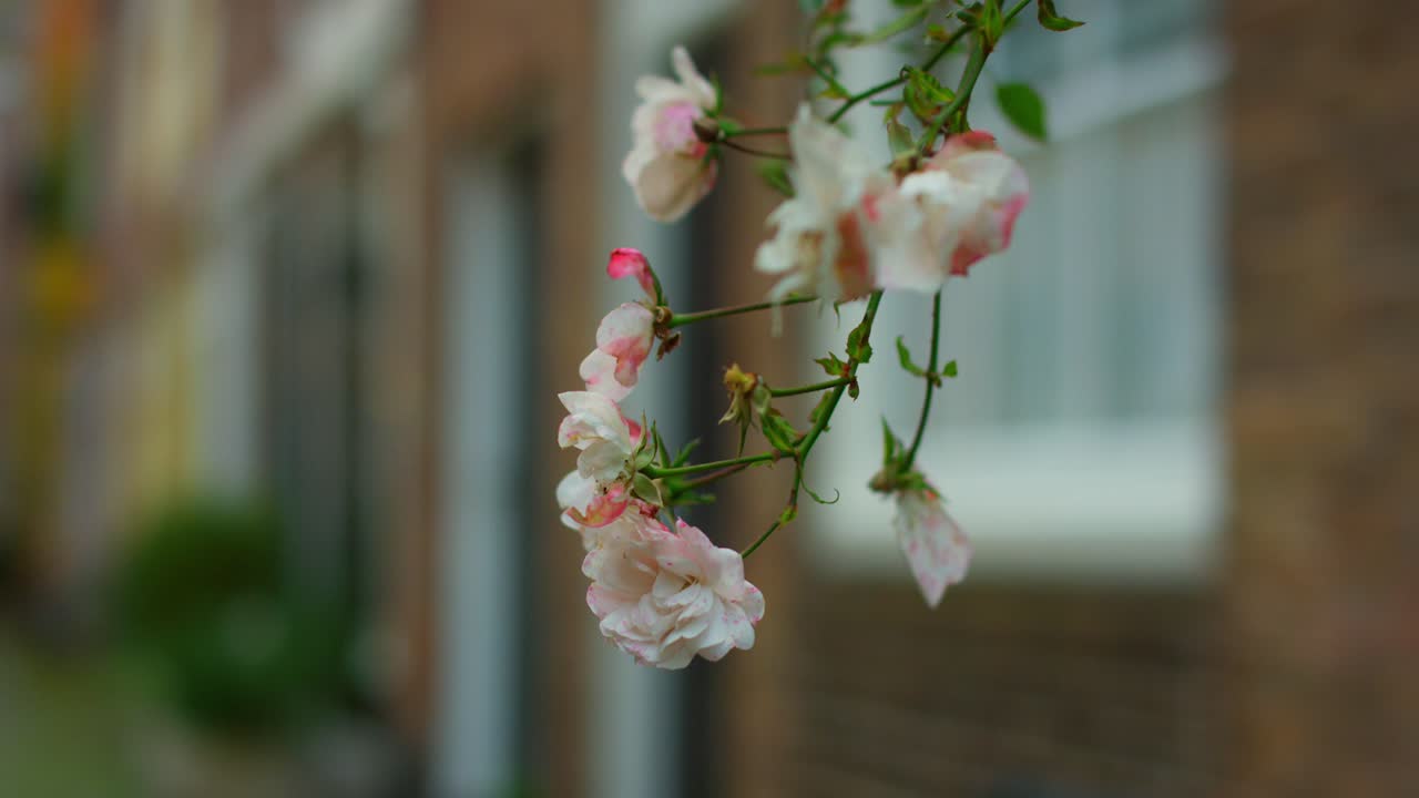 middelburg의 역사적인 거리 kuiperspoort에서 꽃의 근접 촬영