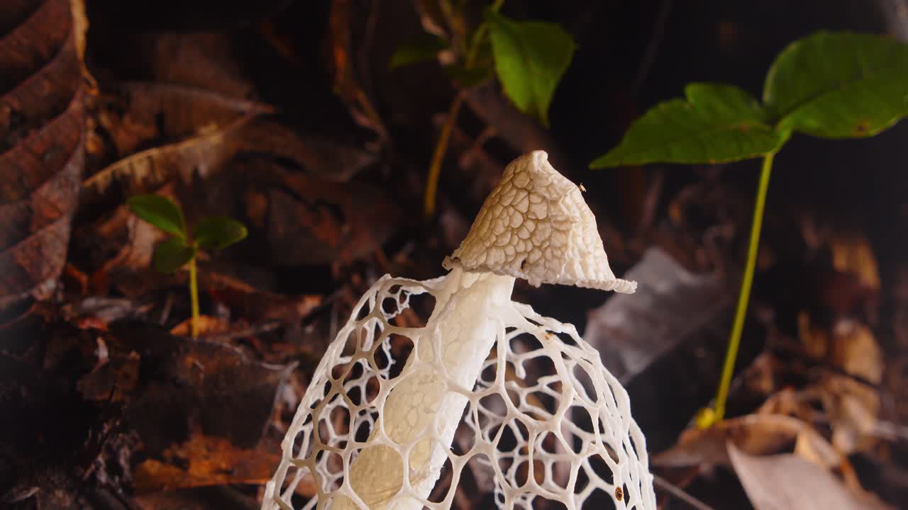 A unique Phallus indusiatus fungus reveals its intricate lace structure on Peru’s Amazon rainforest floor.