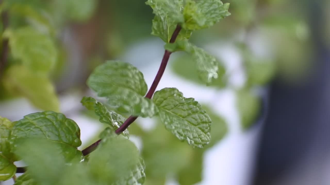 video hd de hojas de menta verde en el viento