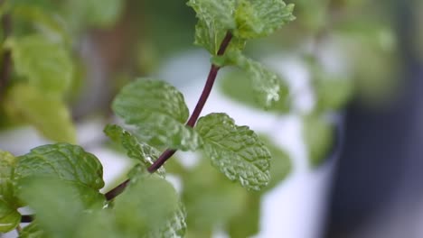 hd video of green mint leaves in the wind