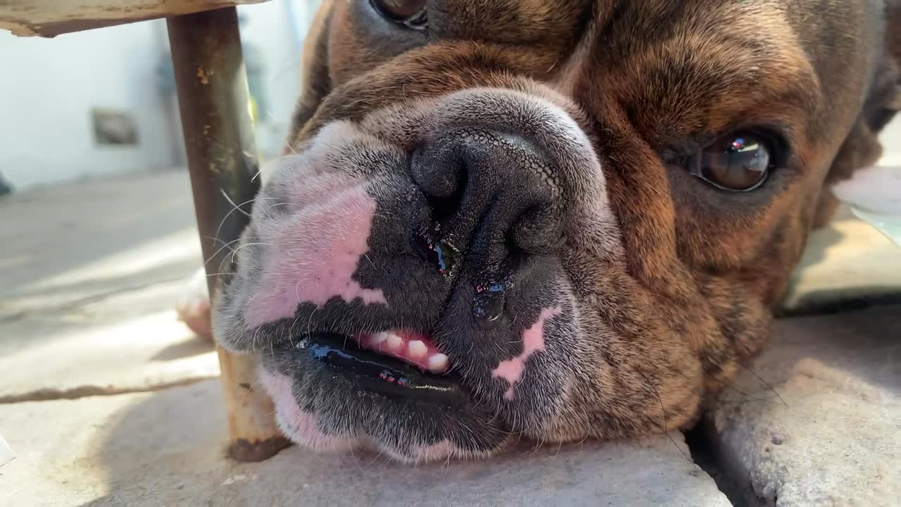 집에서 몰래 나가달라고 애원하는 개