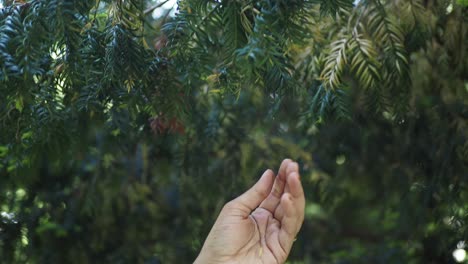 woman's hand touching tree branches