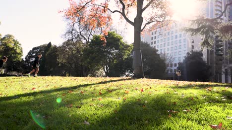 sunlit park with trees and buildings