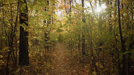 beautiful park with tall trees and golden autumn leaves covering the ground, illuminated by sunlight filtering through branches, creating a warm glow and peaceful atmosphere