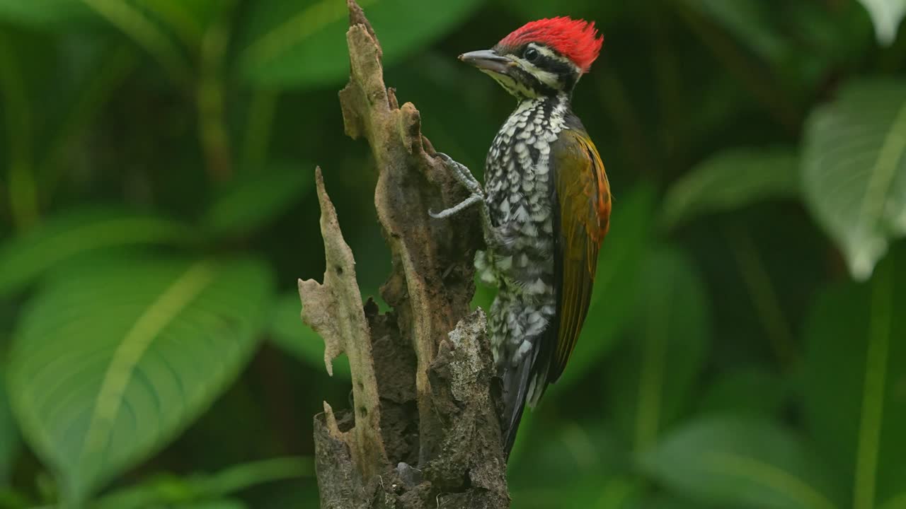 a Common Flameback woodpecker perched on a rustic, broken tree stump. The bird with bright red crest, and its body is adorned with distinctive black, white, and golden-yellow plumage