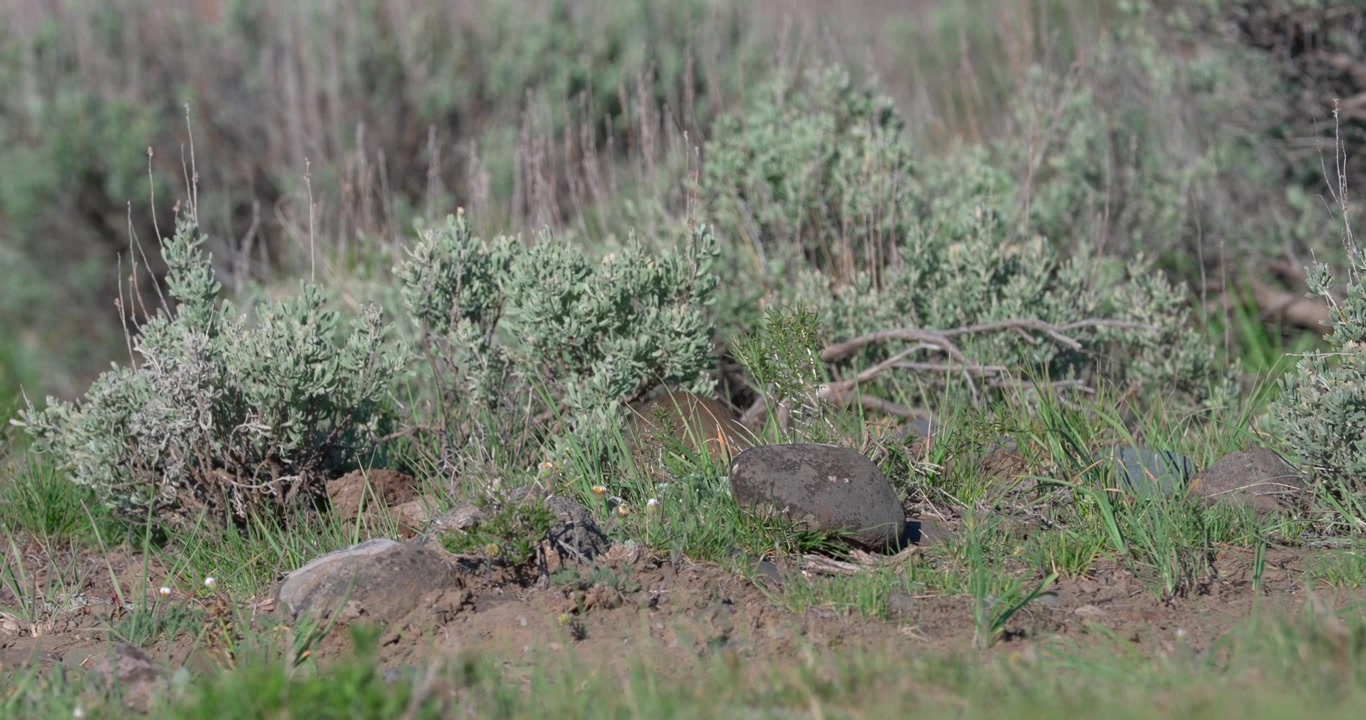 Mid shot of a Uinta ground squirrel lifting its head above the grass before quickly running away. Natural wildlife footage captured in a North American meadow.