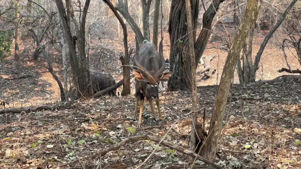 말라위 의 마제테 야생 동물 보호 구역 에서 먹는 수 라 (tragelaphus angasii)