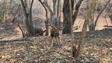 el nyala macho (tragelaphus angasii) comiendo en la reserva de vida silvestre de majete, malawi.