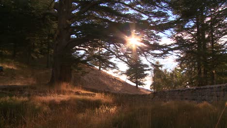 The-sun-shines-through-a-grove-of-cedar-trees-of-Lebanon-1