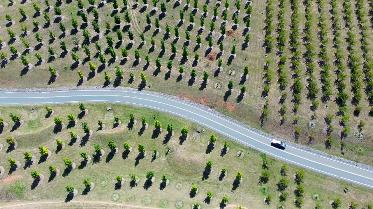 Drone aerial landscape of car vehicle travelling along road street surrounded by trees plantations in grassy hill valley Canberra ACT National Arboretum Park Australia travel tourism transport