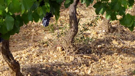 Static-shot-of-bunches-of-grapes-hanging-from-a-vine-ready-for-harvesting