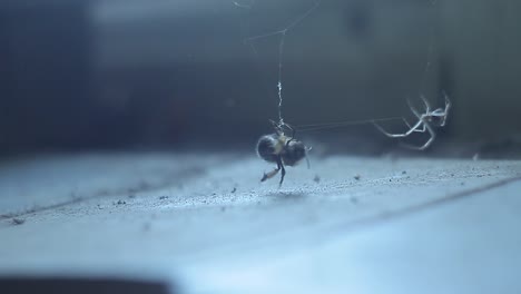 The-spider-caught-the-bee-on-the-windowsill-in-the-web