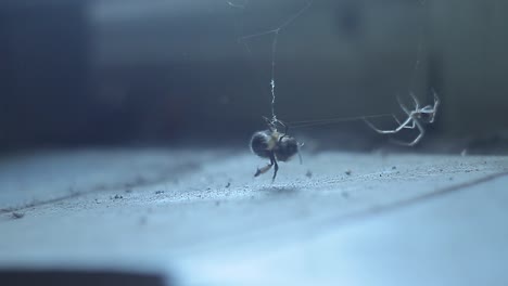 the spider caught the bee on the windowsill in the web