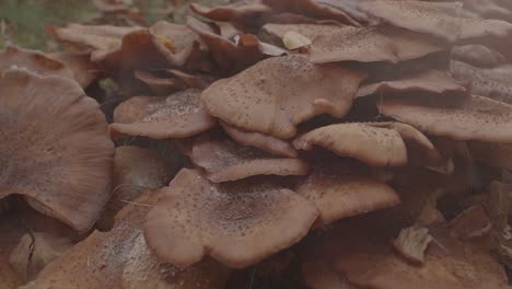 hermosa colonia de hongos de miel con niebla en primer plano