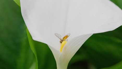 Insect-gathering-pollen-from-a-large-white-lilly-flower-in-summer