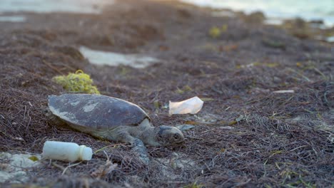 dead sea turtle surrounded by plastic garbage from the sea with subject at bottom of frame