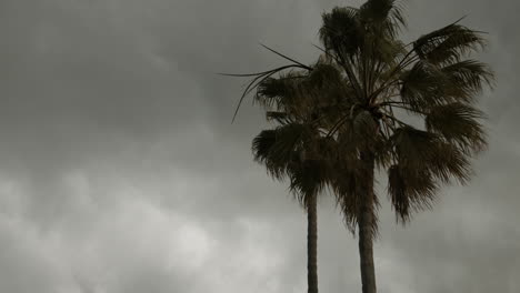 dark storm clouds loom over palm trees as a storm comes through encinitas, california