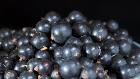 rotate of fresh blackcurrant on black background. close up. camera rotation 360 degrees. black currant or blackcurrant (ríbes nígrum)