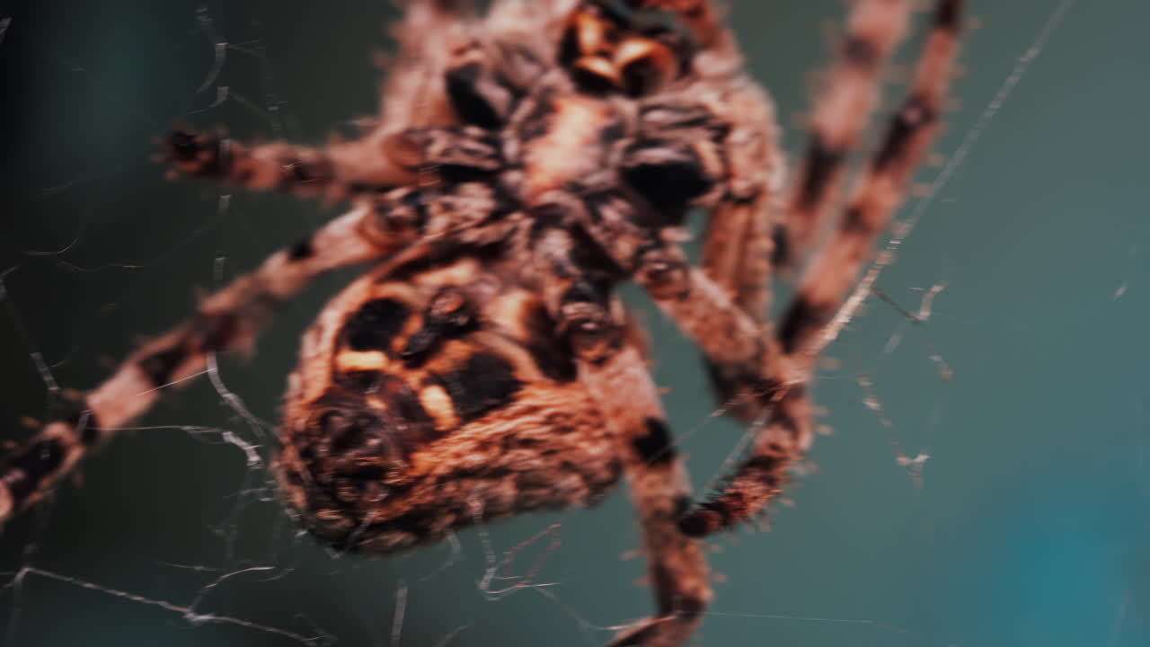 Close up of a spider sitting in its web, showing intricate details of its body and fine silk threads