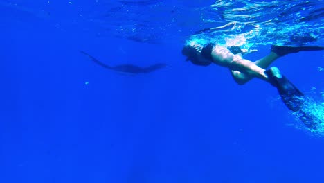 person snorkeling and spotting a manta ray swimming on the surface of a reef