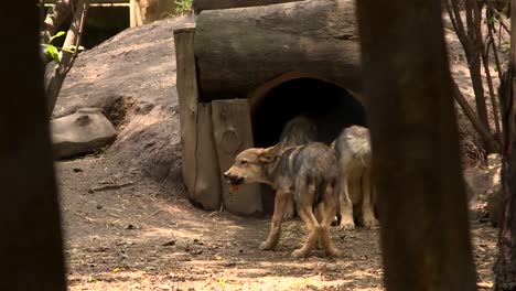 puppies wolves going out their burrow